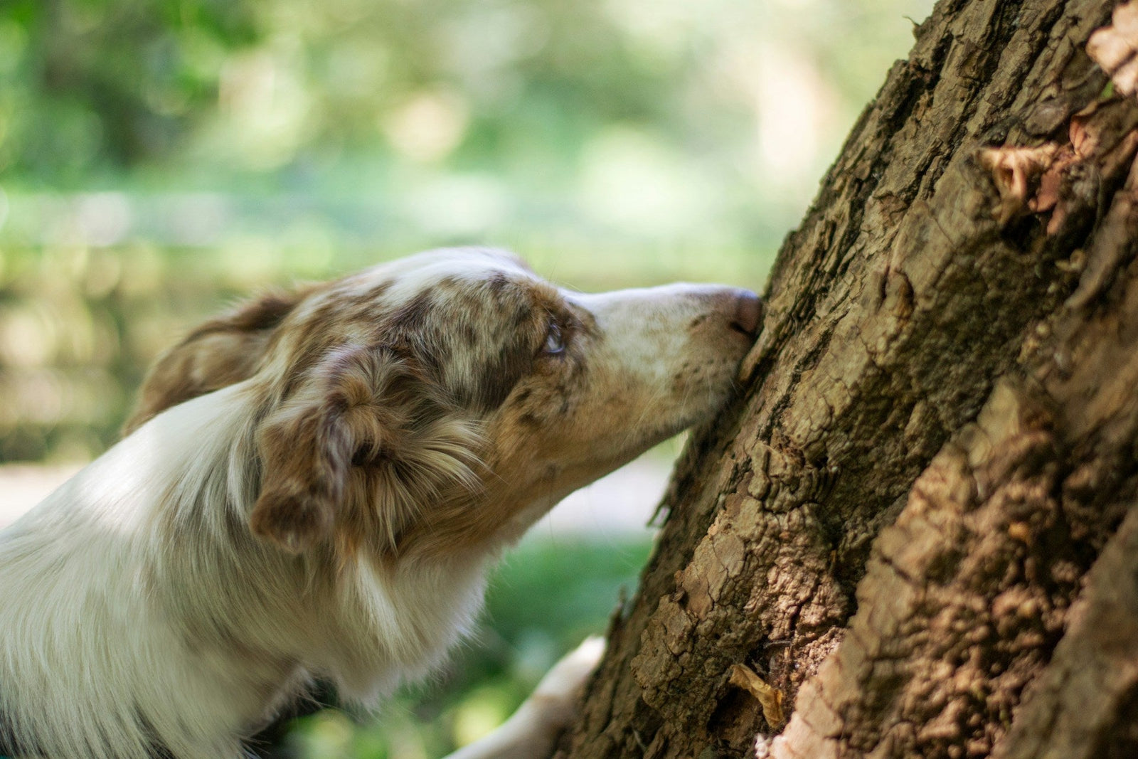 Dog sniffing a tree 