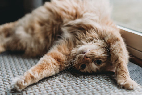Orange cat laying upside down with teeth out