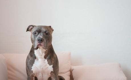 Dog staring