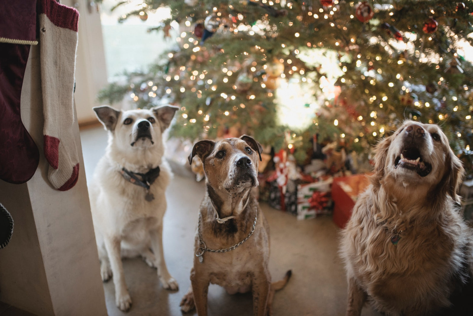dogs in front of Christmas tree and stockings