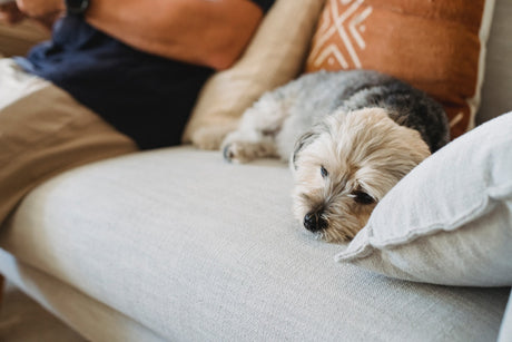 Dog laying on sofa 