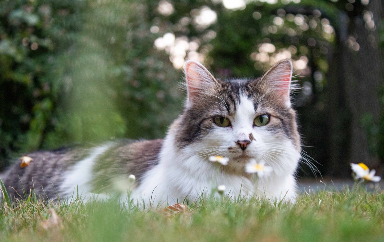 Cat laying outside with flowers