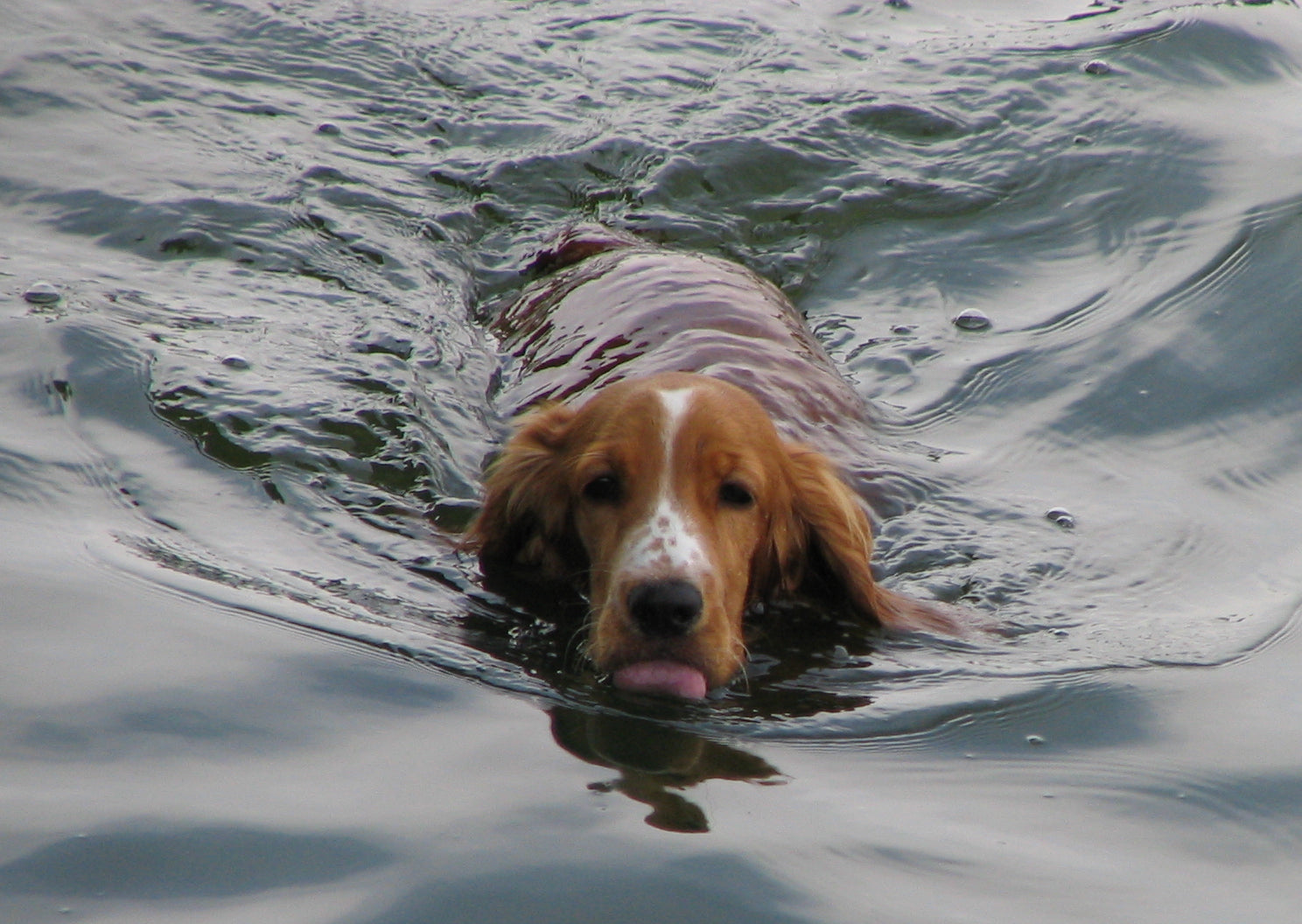 brown dog swimming
