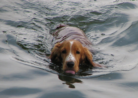brown dog swimming