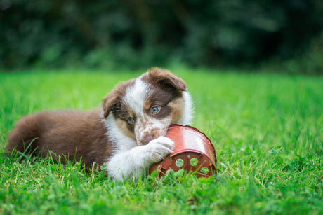 A puppy chewing