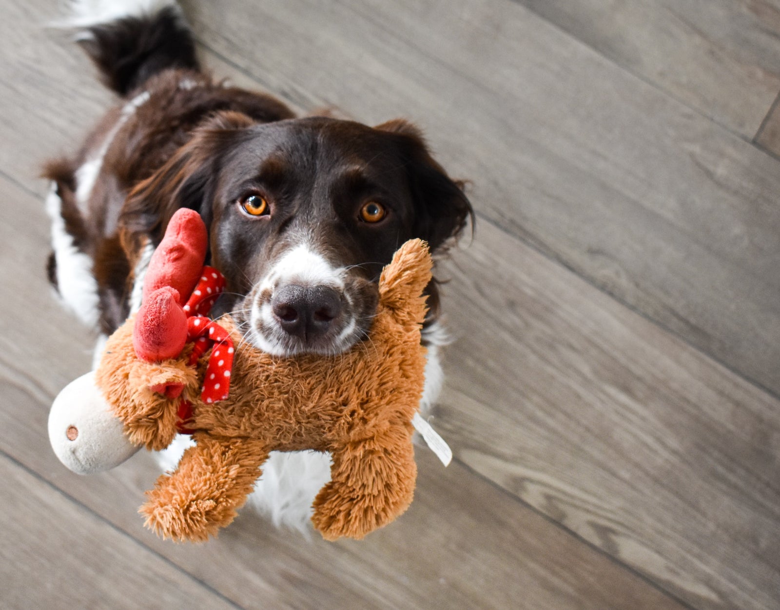 Dog holding toy