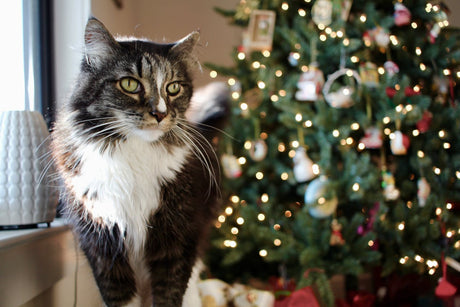 Cat with a Christmas tree in the background
