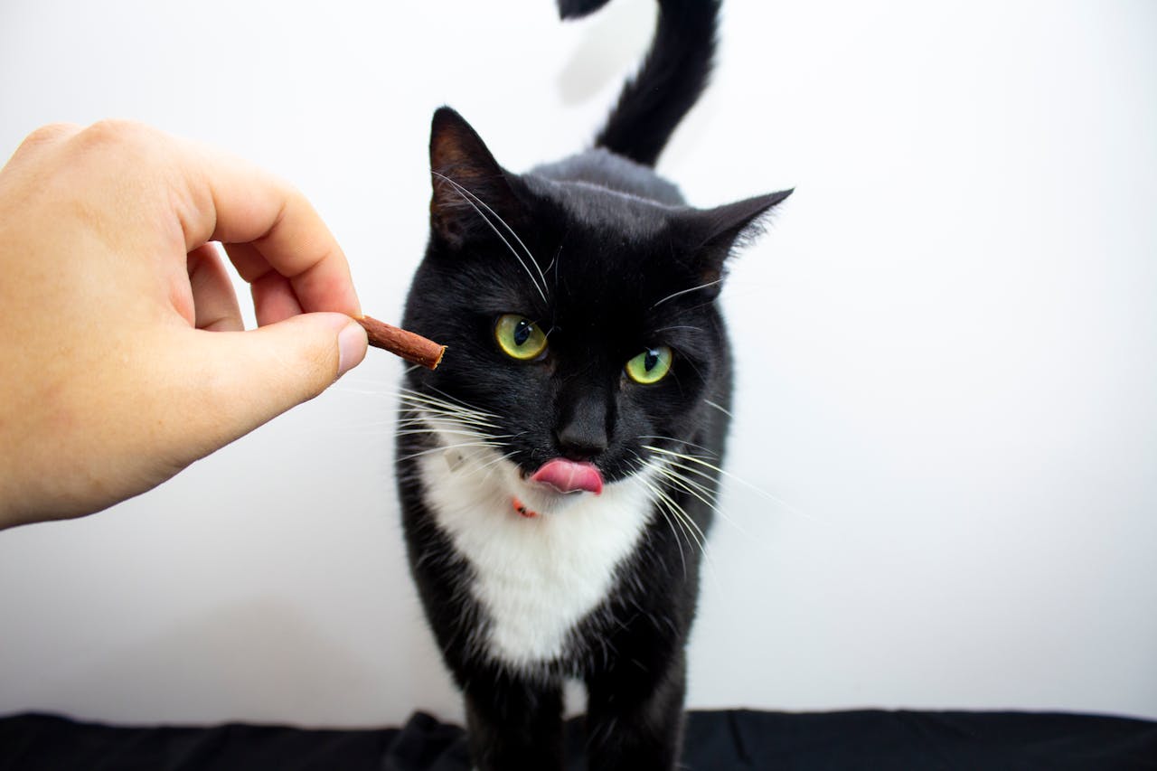 Black and white cat licking it's lips while a treat is held next to it's face
