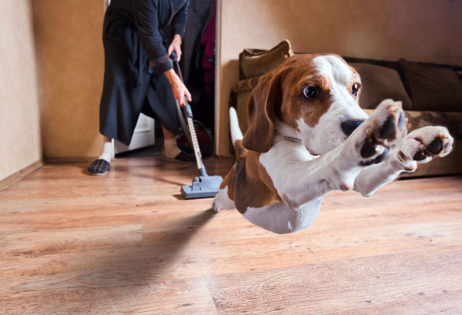 5 Tips to Help Your Pets Not Be Scared of a Vacuum Neater Pets