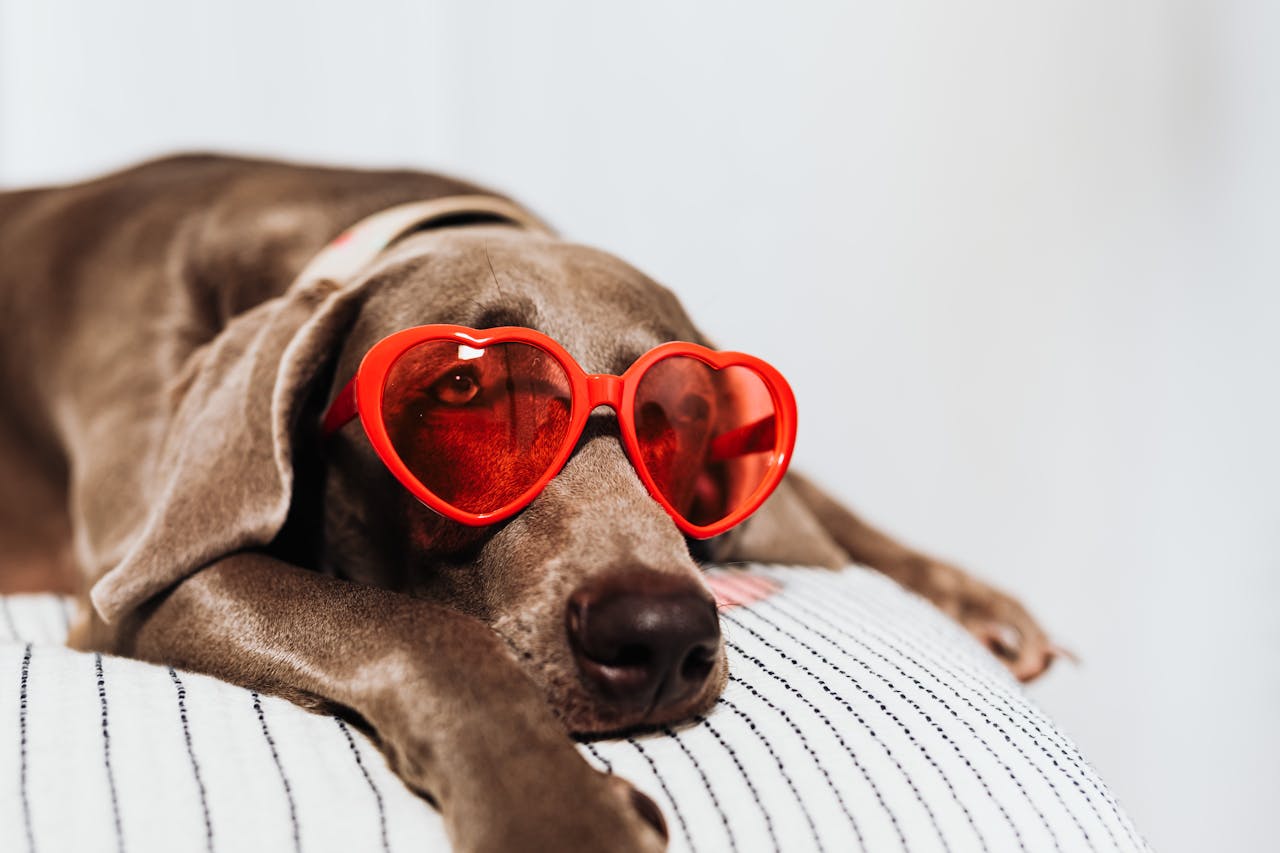 A dog laying on a bed with heart shaped sunglasses