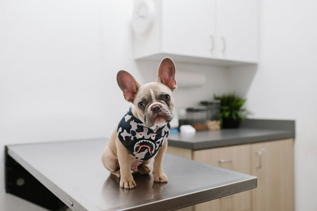 French Bulldog puppy at the vet