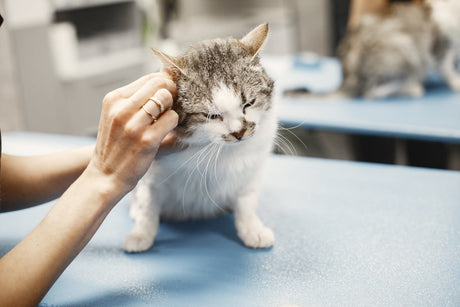 Cat at the vet