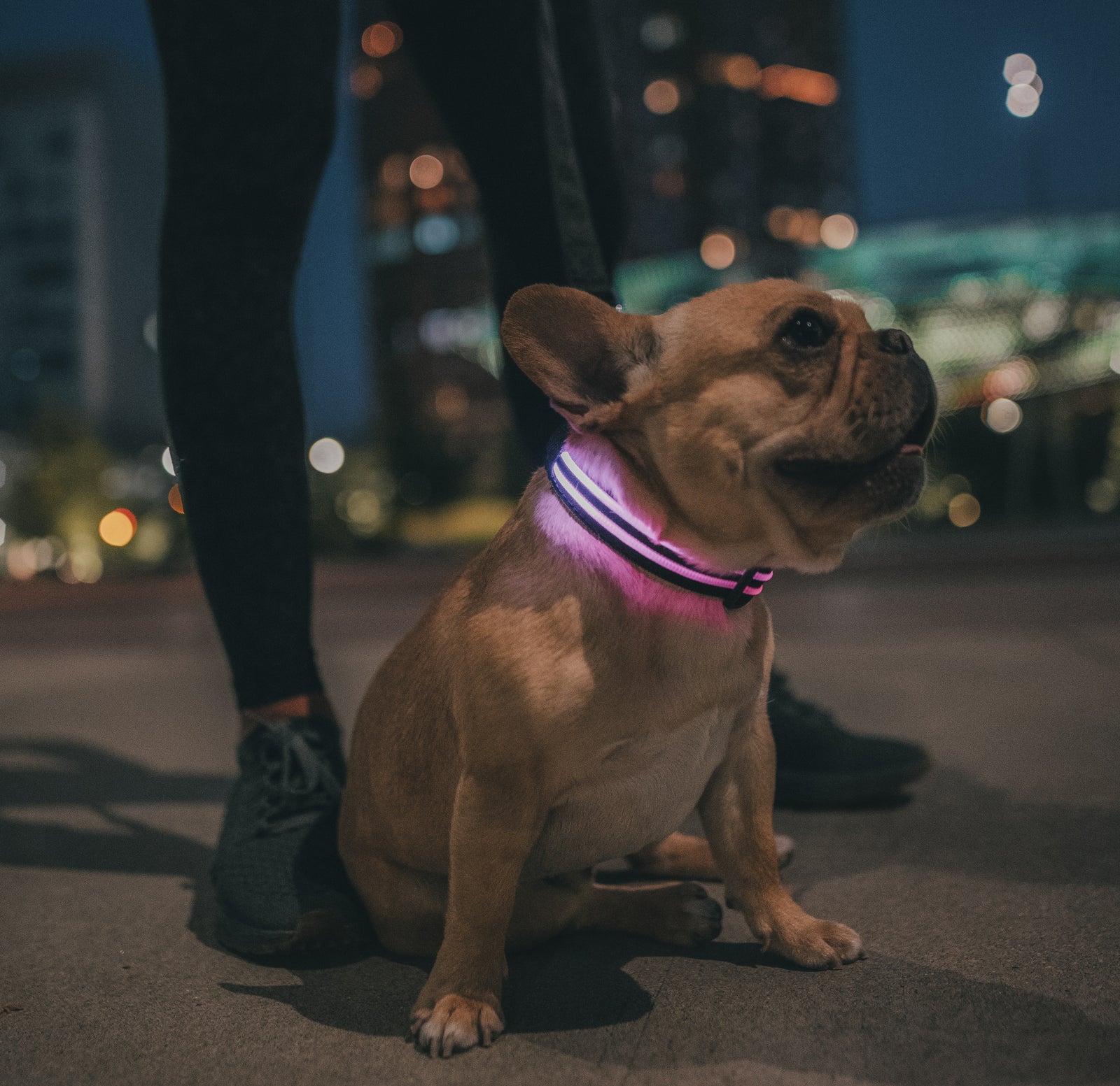 Dog with light up collar