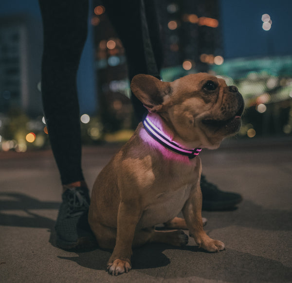 10 Safety Tips for Walking Your Dog at Night Neater Pets