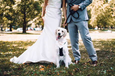 Dog in wedding 