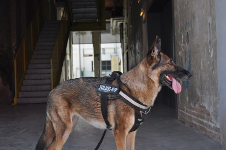 Police Dog
