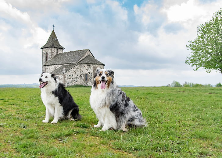 Australian shepherd with store kids