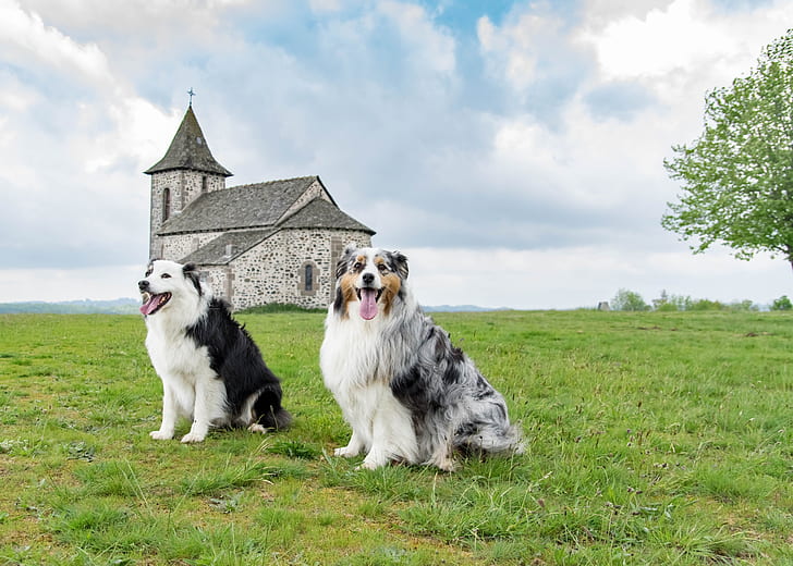 Why Australian Shepherds Are the Best Family Dogs