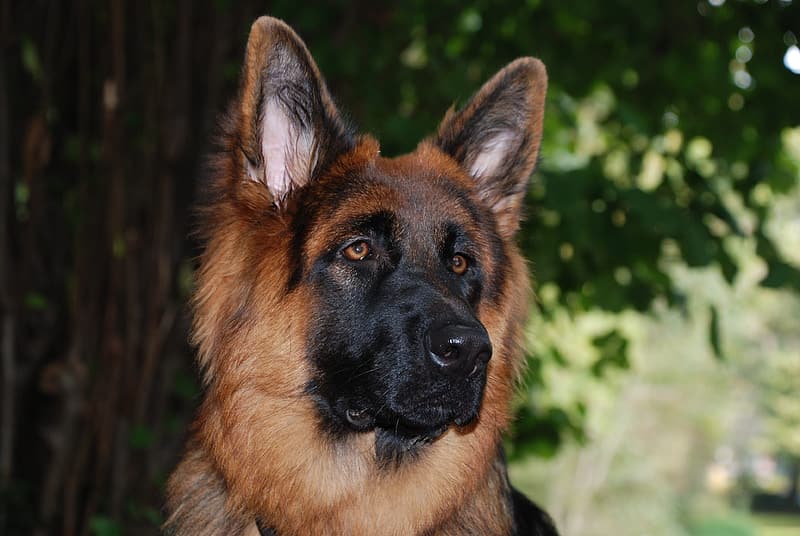 German shepherd and store kids