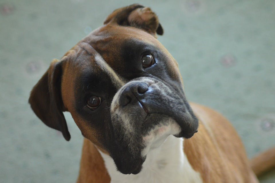 Why Boxers Are The Best Family Dog
