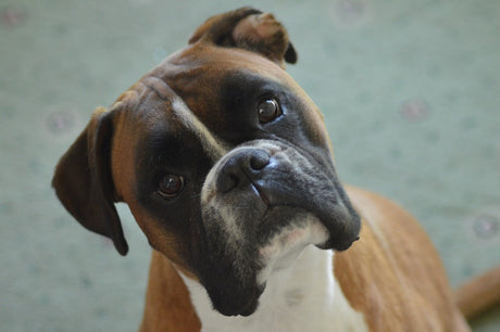 boxer dog