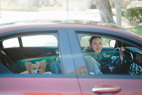 Corgi in car with owner