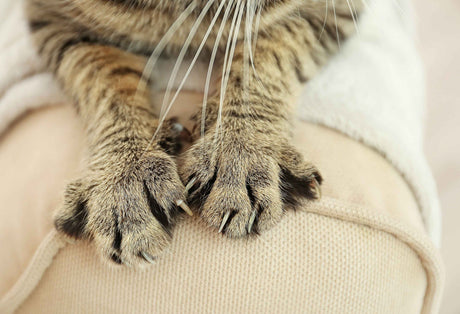 Cat nails on blanket 