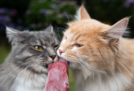 Cats licking catsicle