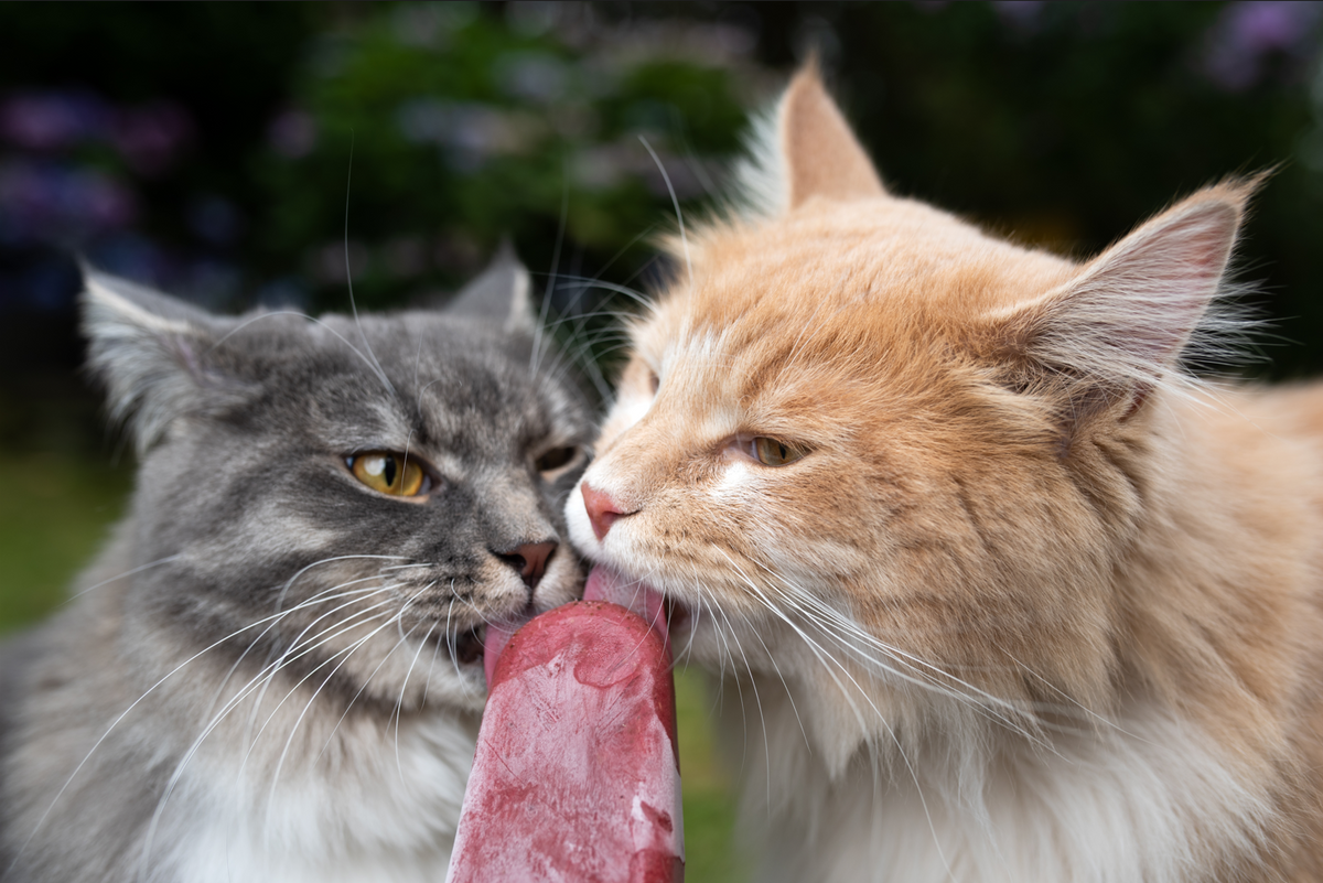 6 Cool Catsicle Recipes for Your Feline Friend – Neater Pets