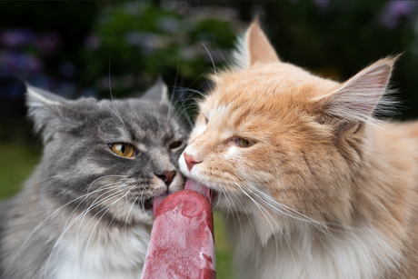 Cats licking catsicle