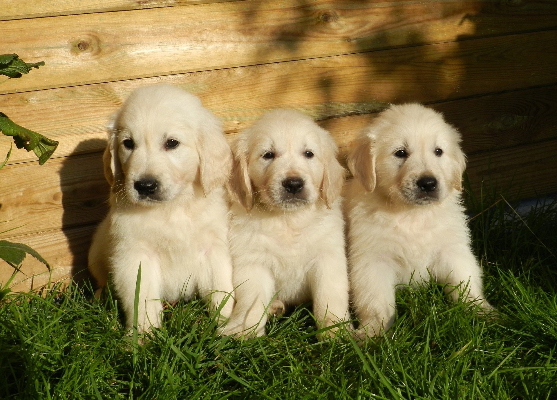 White long clearance haired golden retriever