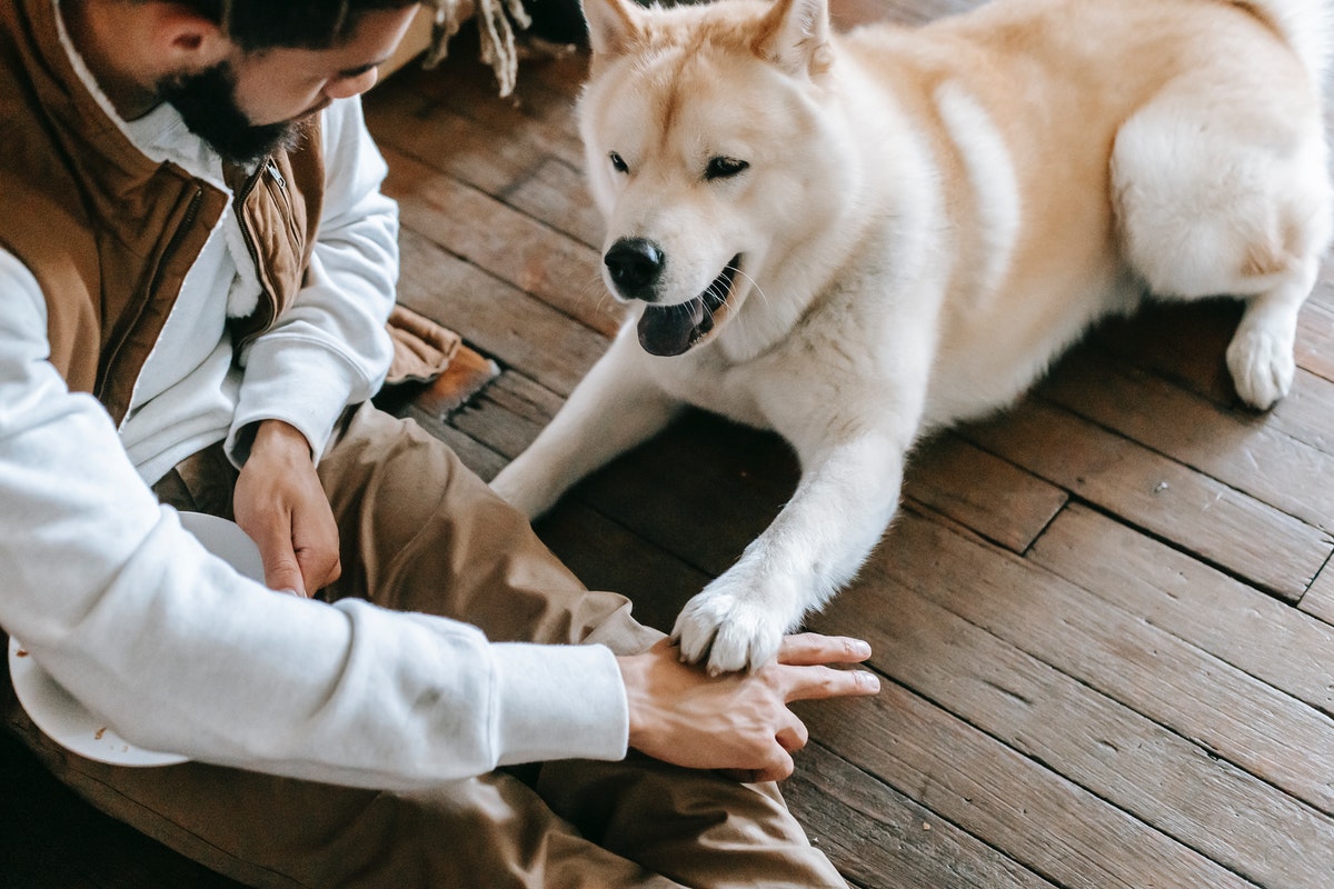 Training Dog 