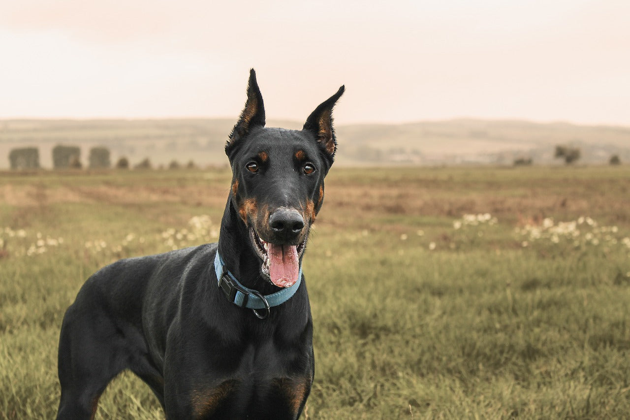 Dobermans store and children