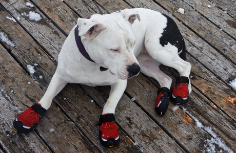 5 Top Winter Boots for Dogs