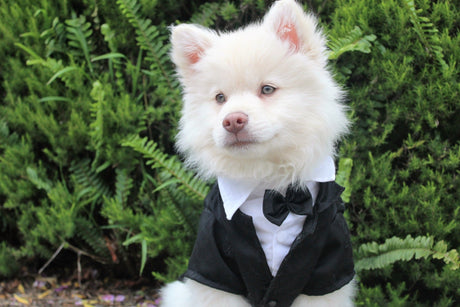 How Smart Is My Dog? The Dog I.Q. Test