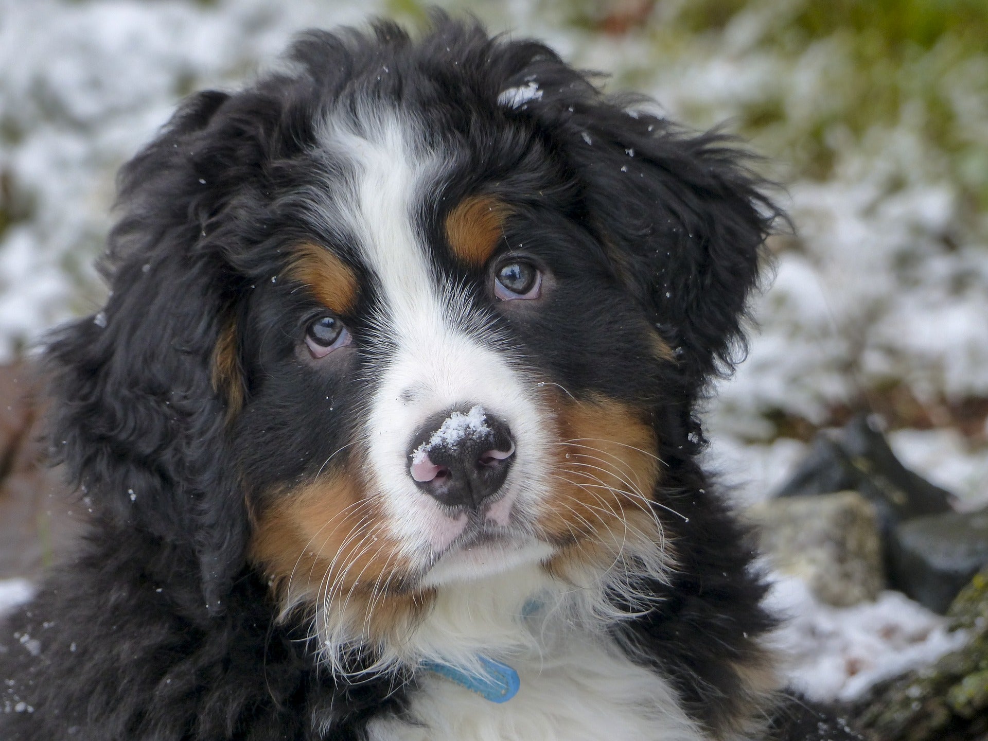 are bernese mountain dogs good with kids 2