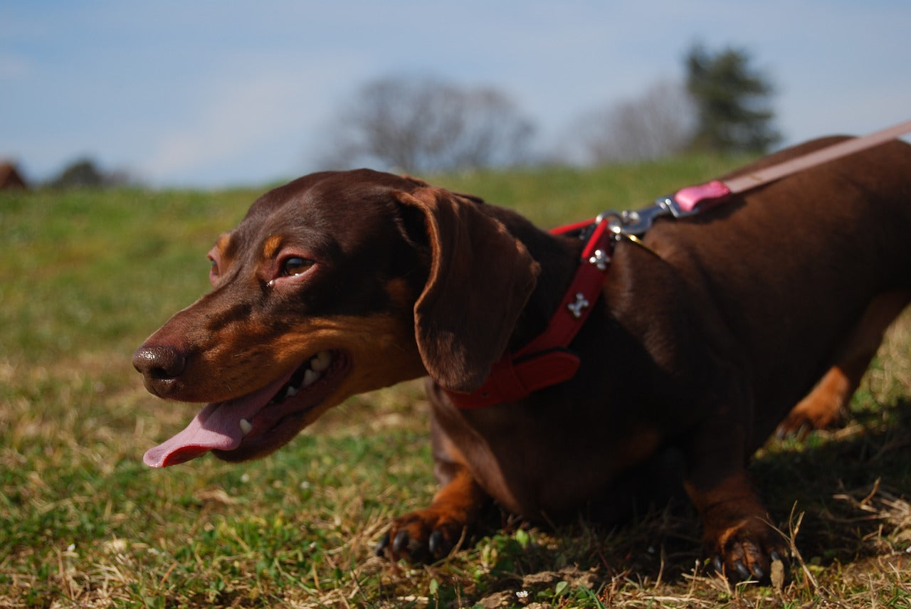 how can you tell if a dog is overheated