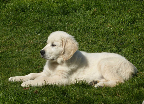 english golden retriever lying down in grass