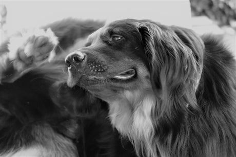 3 Ways To Treat Your Dog’s Fleas - Dog scratching