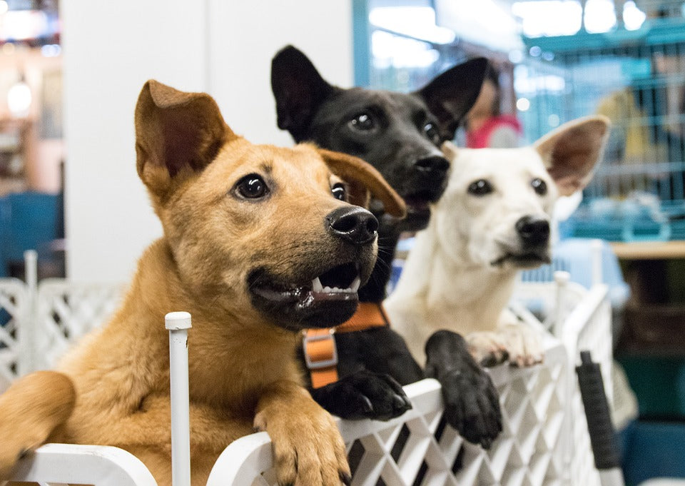 dogs at adoption center