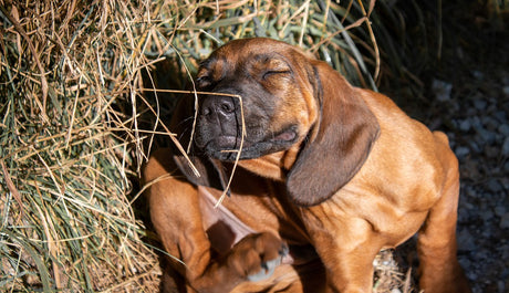 dog with allergies itching