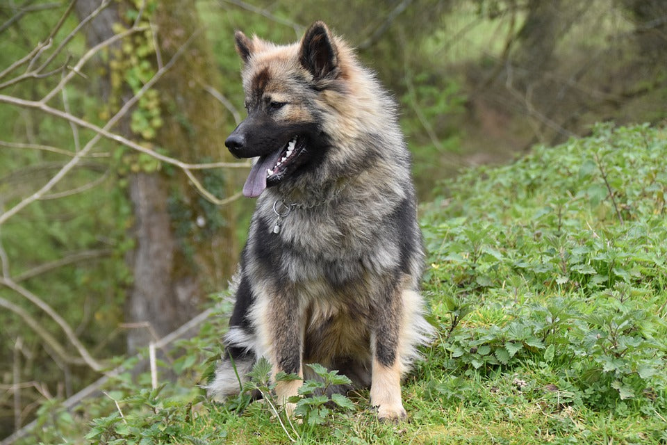 large brown dog sitting