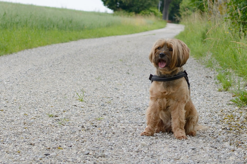 How to Teach Your Dog to Come When Called (Recall Training Guide)