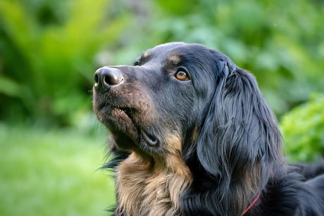 Image of a dark dog outside