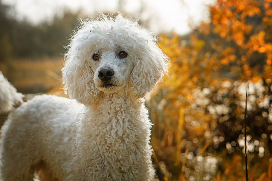 A small white poodle like outlet dog