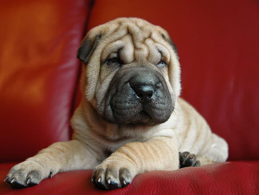 Baby shar pei store dog