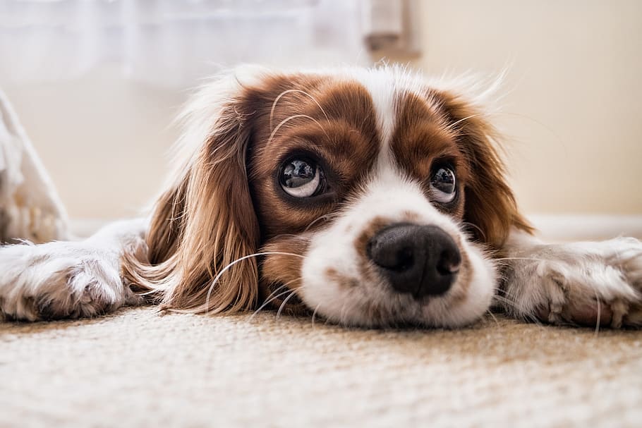 Separation Anxiety in Puppies: All You Need to Know - PetHelpful