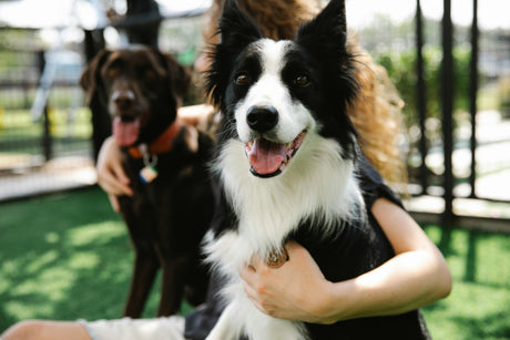 Dogs at a boarding facility with woman