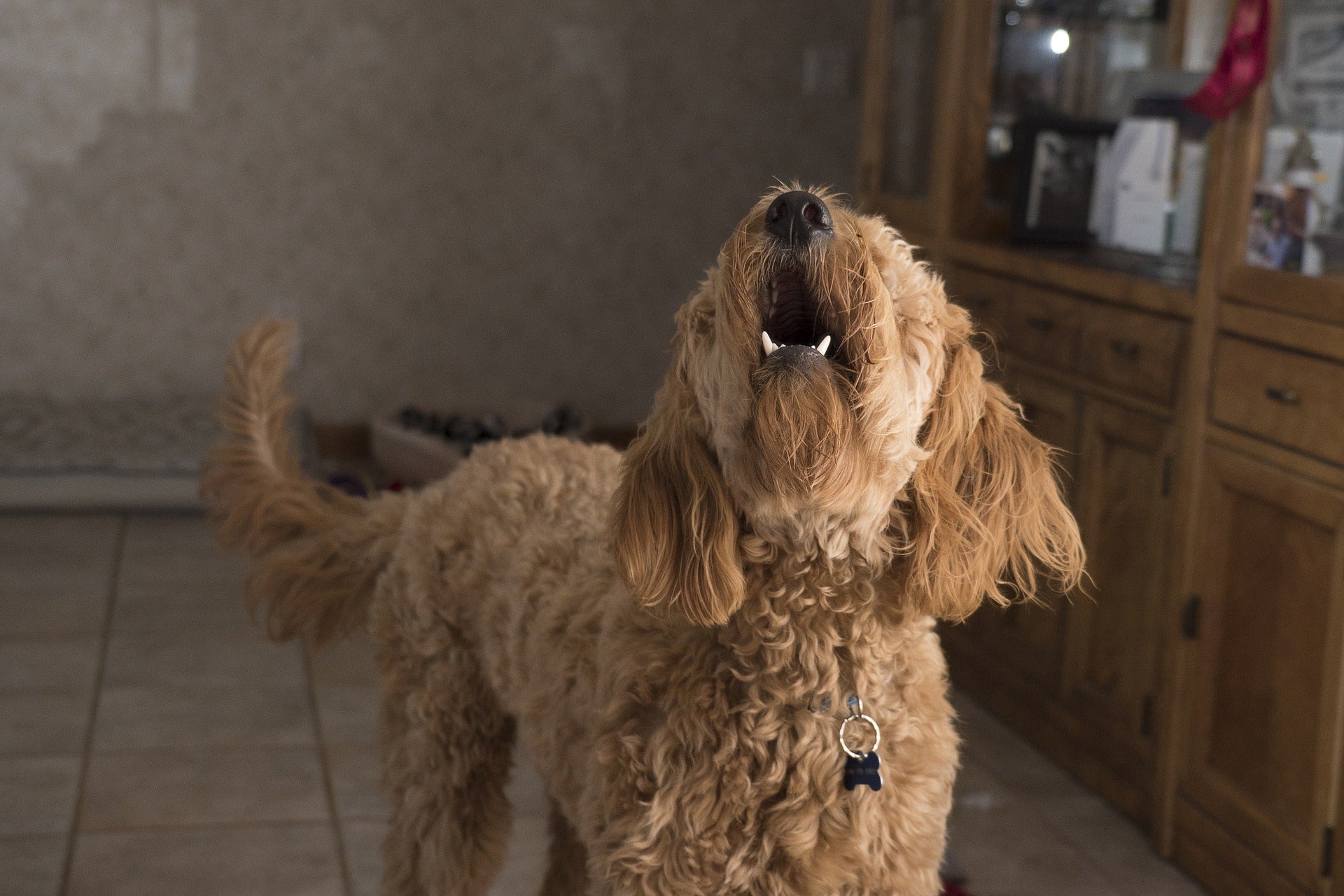 Pets at clearance home stop barking