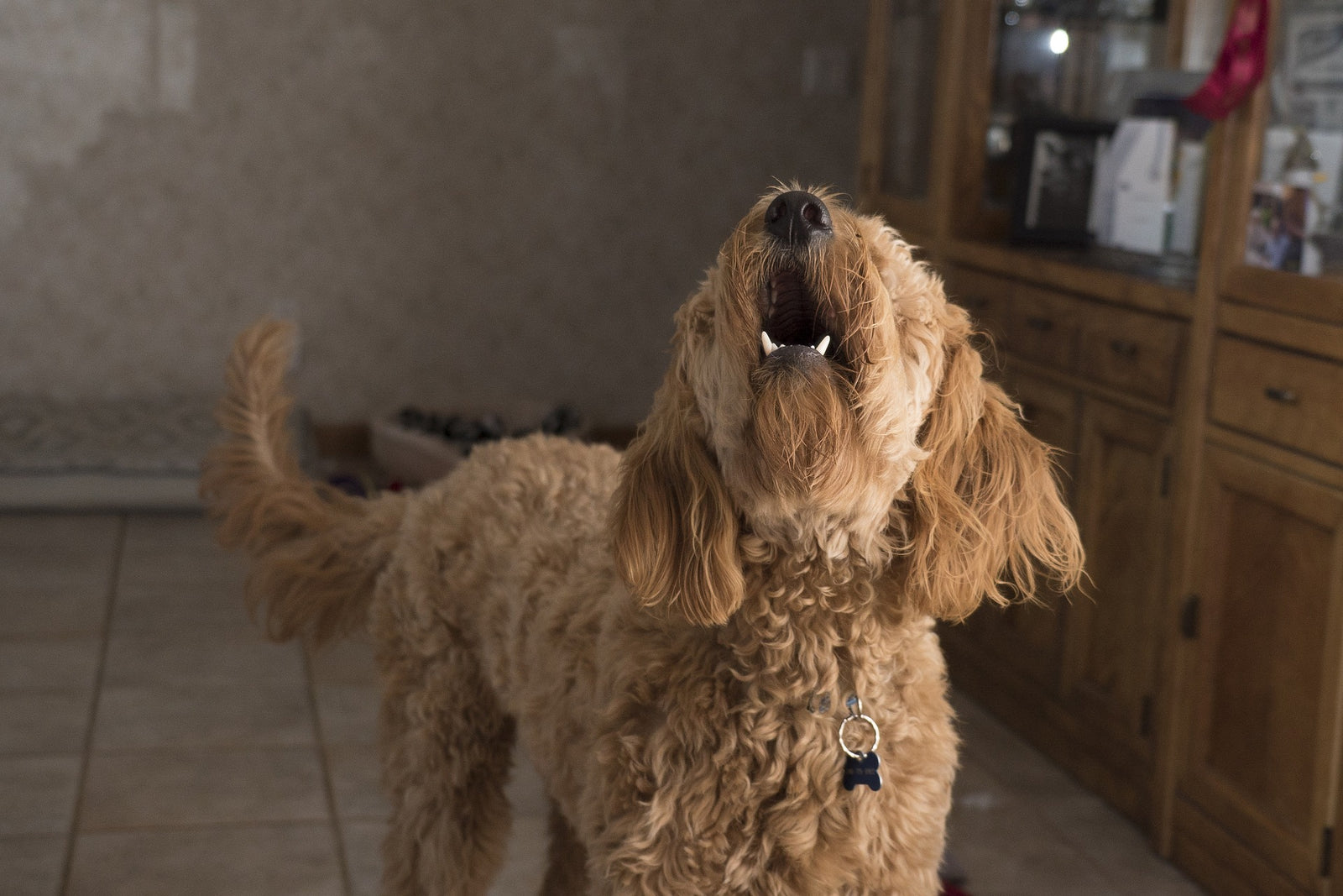 Excessive Barking: How to Train Your a Dog to Stop Barking
